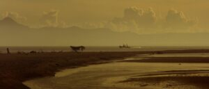 apocalypse now cinematography by vittorio storaro day establishing shot daylight shot 069