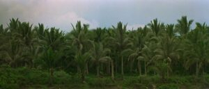apocalypse now cinematography by vittorio storaro day establishing shot hard light daylight shot 019