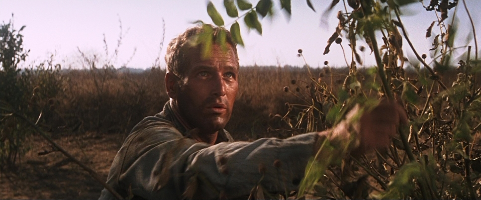 Cool Hand Luke (1967) - Cinematography Analysis