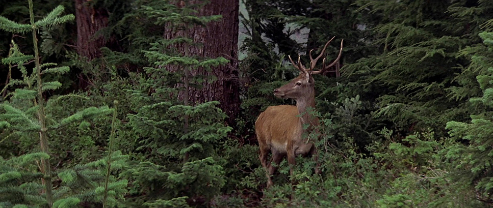 The Deer Hunter (1978) - Cinematography Analysis