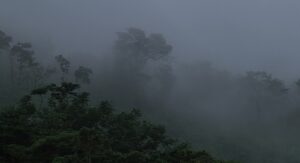 predator cinematography by donald mcalpine day establishing shot shot 007