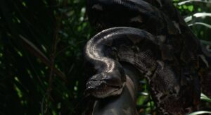 predator cinematography by donald mcalpine night establishing shot artificial light shot 001