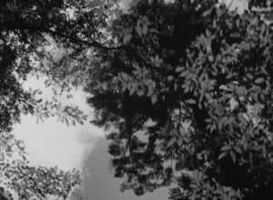 rashomon cinematography by kazuo miyagawa day establishing shot side lighting shot 070