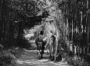 rashomon cinematography by kazuo miyagawa exterior day establishing shot hard light shot 020