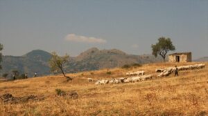 the godfather cinematography by gordon willis day establishing shot overcast shot 028
