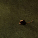 the green mile david tattersall shot 9