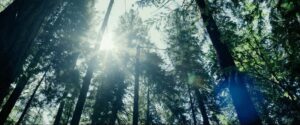 captain fantastic cinematography by st phane fontaine day establishing shot daylight shot 004