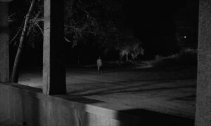 paper moon cinematography by l szl kov cs night establishing shot moonlight shot 030