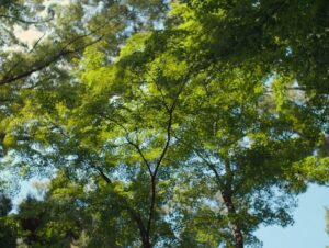 perfect days cinematography by franz lustig day establishing shot hard light daylight shot 006