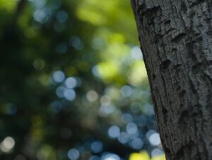 perfect days cinematography by franz lustig day establishing shot shot 063